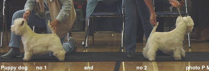 2005 PD