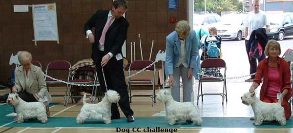 2006dogchallenge