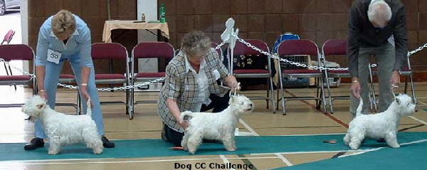 2006dogchallenge2