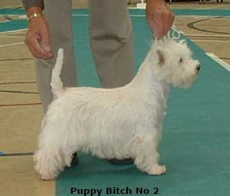 2006pb2