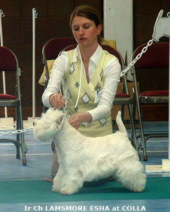 2007  Lamsmore Esha At Colla