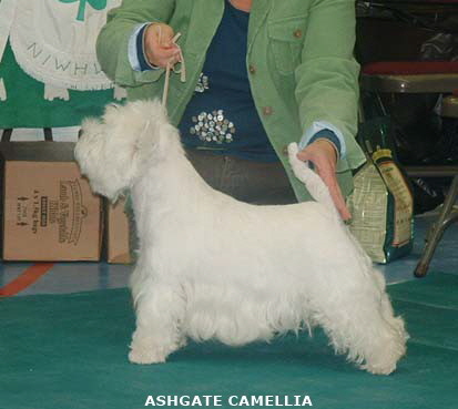 2007 Ashgate Camellia