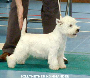 2007 Killynether Commander