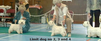 2007 Limit Dog
