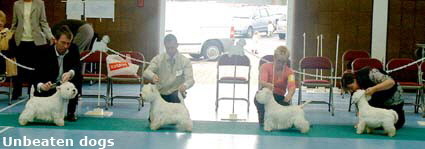 2007 unbeaten dogs