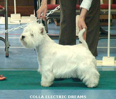 2007Colla Electric dreams