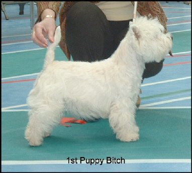 2008 1PB