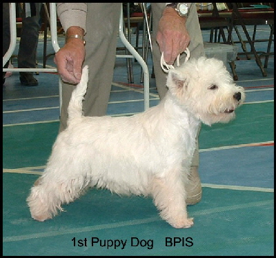 2008 1PD