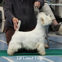 2009 1ld