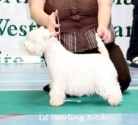 2009 1yb