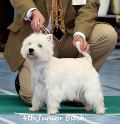 2009 4jb