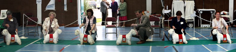 2009 dogs with sashes