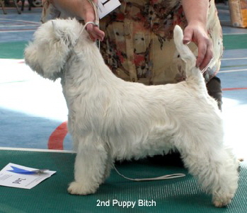 2010 2pb