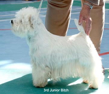 2010 3jb