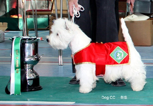 2010 BIS