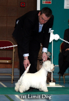 2011 1st_Limit_dogweb