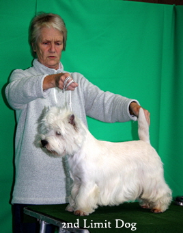 2011 2nd_Limit_Dogweb2