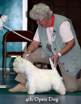 2011 4th_Open_Dogweb