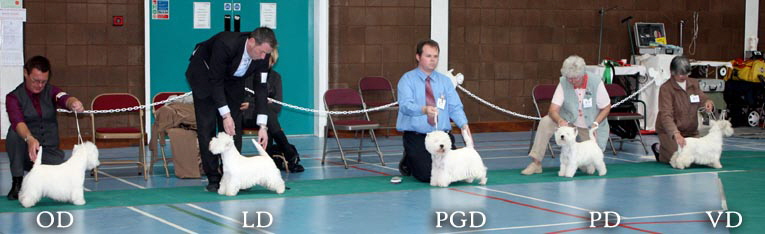 2011 Dog_Challengeweb1