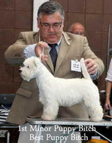 2012 1st-Minor-Puppy-Bitch-BB-web-2012