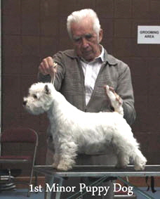 2012 1st-Minor-Puppy-Dog-web-2012