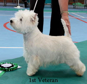 2012 1st-Veteran-Dogweb-2012