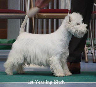 2012 1st-Yearling-Bitchweb-2012