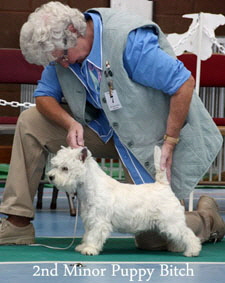 2012 2nd-Minor-Puppy-Bitchweb-2012