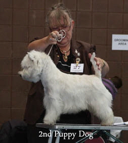 2012 2nd-puppy-dogweb-2012
