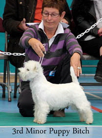 2012 3rd-Minor-Puppy-Bitchweb-2012