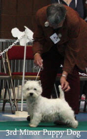 2012 3rd-Minor-Puppy-Dogweb-2012