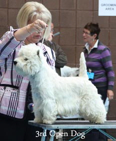 2012 3rd-Open-Dogweb-2012