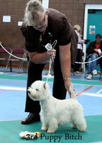 2012 3rd-Puppy-Bitchweb-2012