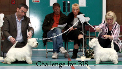 2012 Challenge-for-BISweb-2013