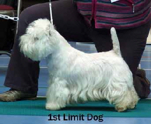 2013 1st-Limit-Dogweb2