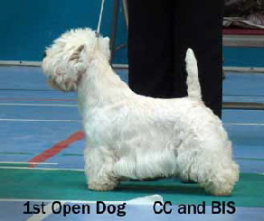 2013 1st-Open-Dog-cc-bisweb