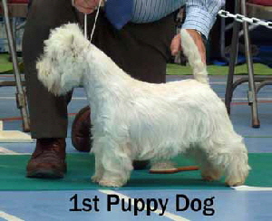 2013 1st-Puppy-Dogweb