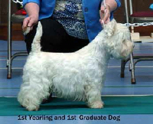 2013 1st-yearling-dog-and-1st-graduate-dogweb