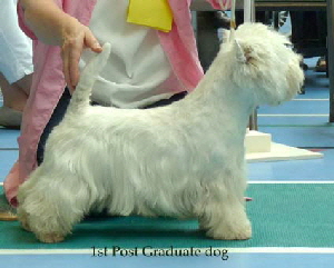2014 1st-PG-Dog