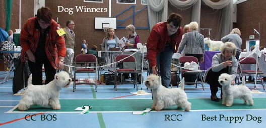 2014 Dog-Winners