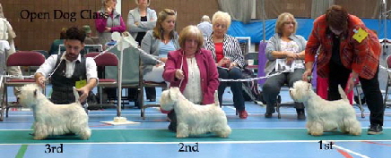 2014 Open-Dog-Class2