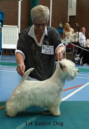 2015 1st-Junior-Dog