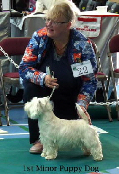 2015 1st-Minor-Puppy-Dog1