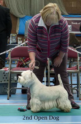 2015 2nd-Open-Dog