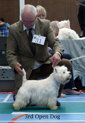 2015 3rd-Open-Dog1