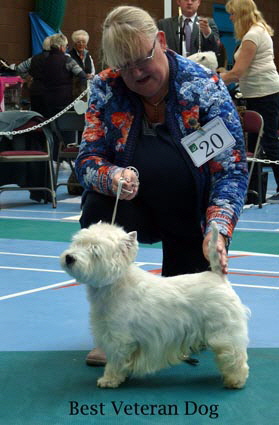 2015 Best-Veteran-Dog