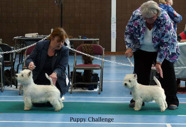2015 Puppy-Challenge
