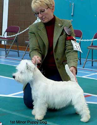 1st Minor Puppy Dog web1