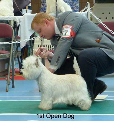 1st Open Dog web