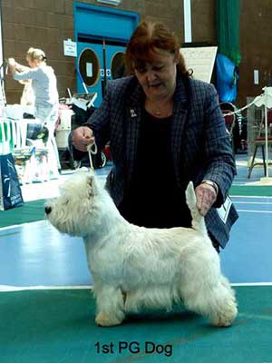 1st PG Dog web